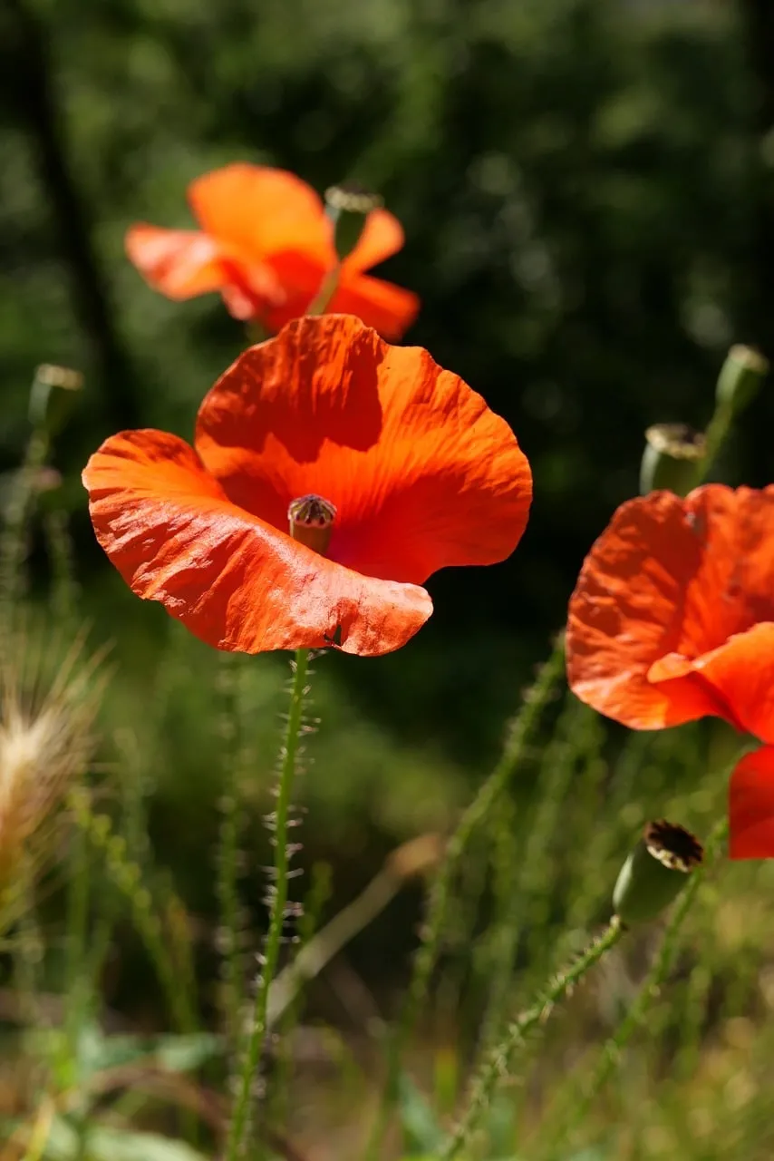 Vibrant Red Poppies: Summer's Fiery Bloom in Nature's Embrace