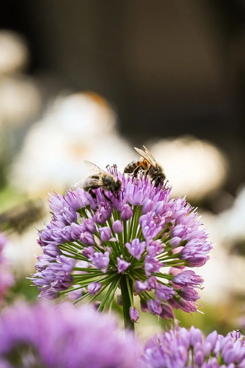 Vibrant Spring: Bees Pollinating Purple Allium Blooms