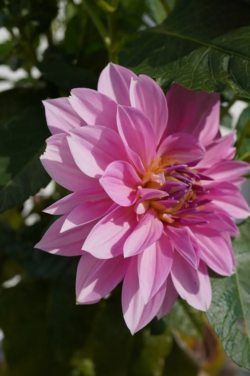 Vibrant Pink Dahlia: A Detailed Floral Bloom in Nature