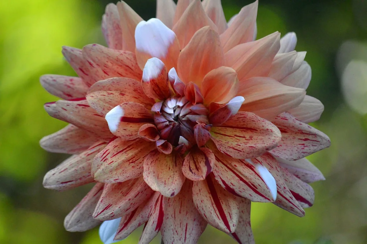 Stunning Speckled Dahlia: A Summer Garden Masterpiece