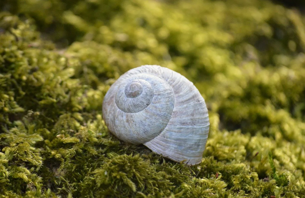 Enchanting Snail Shell: A Macro Journey into Nature's Spiral