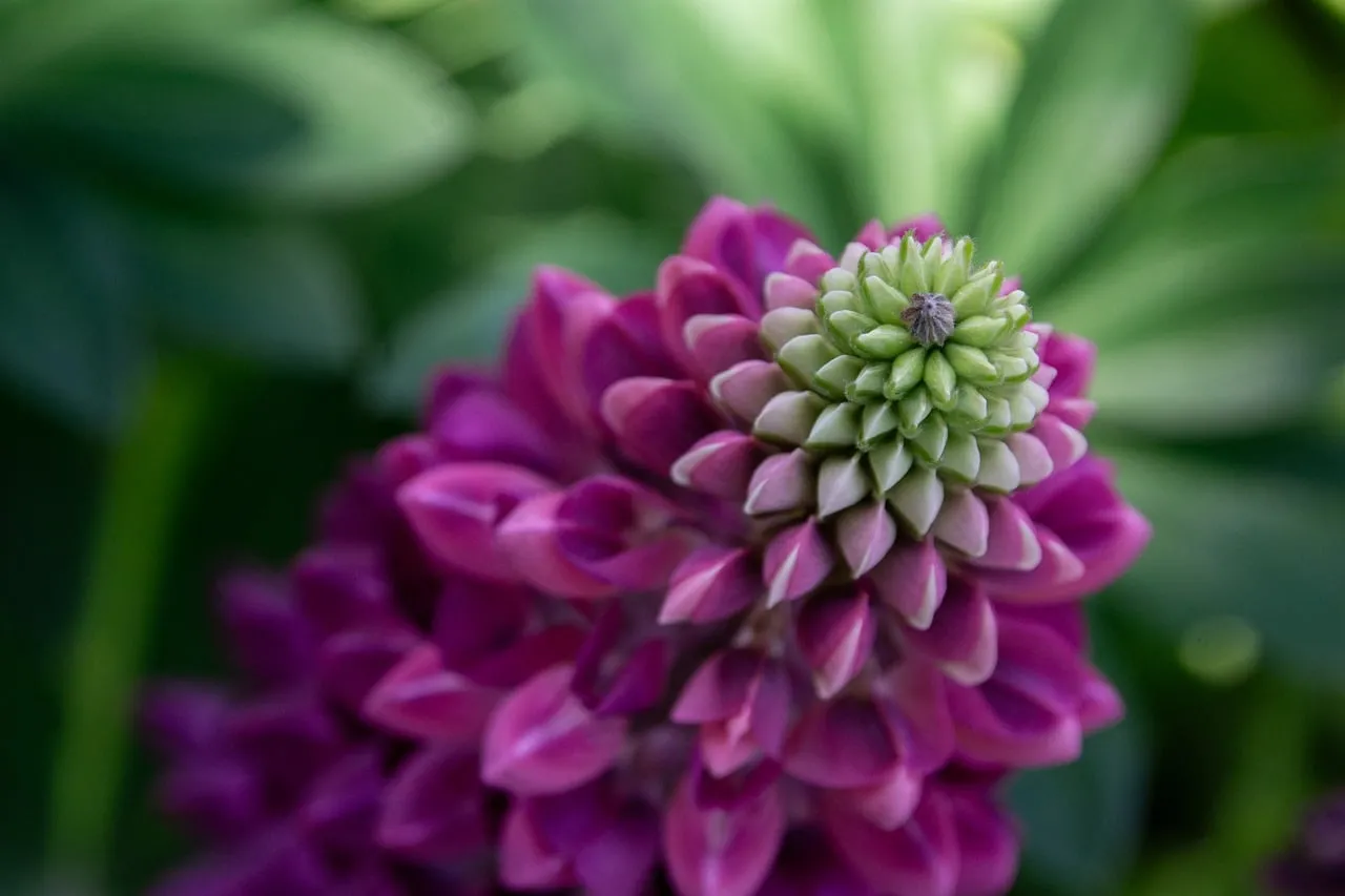 Vibrant Lupine Macro: Pink and Green Floral Masterpiece