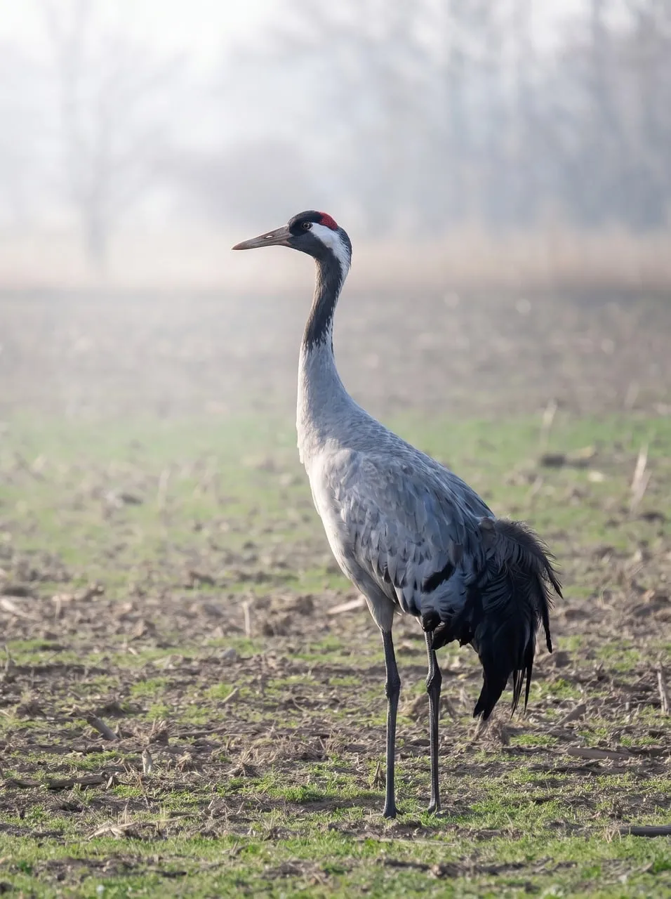Majestic Crane in Serene Morning Mist