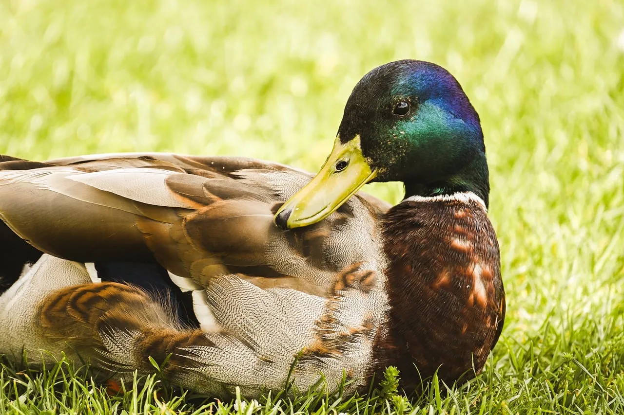 Vibrant Mallard Drake: Serene Spring Grassland Portrait