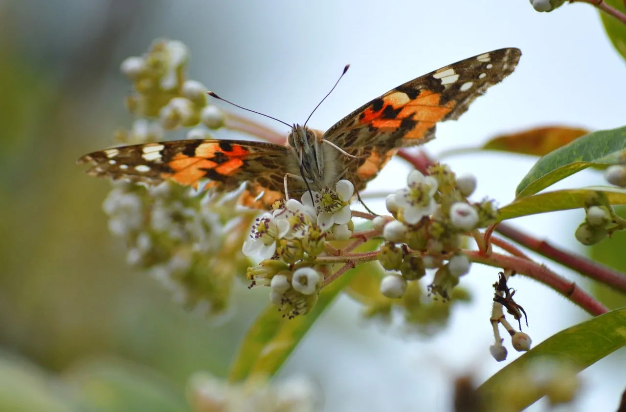 Vibrant Painted Lady Butterfly Foraging on Spring Blooms