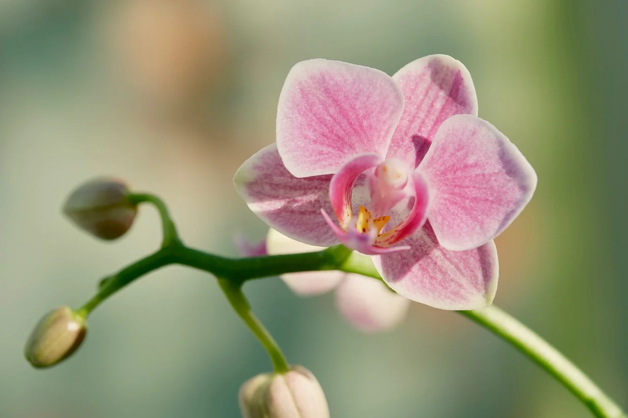 Stunning Pink Orchid: Delicate Bloom with Bokeh Background