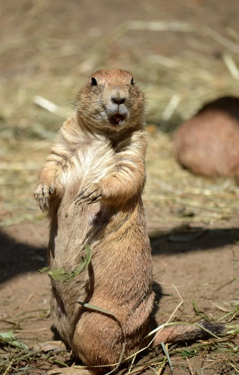 Charming Prairie Dog: Adorable Wildlife Pose in Summer