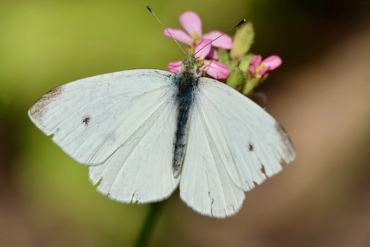 Stunning Cabbage White Butterfly on Pink Blossom