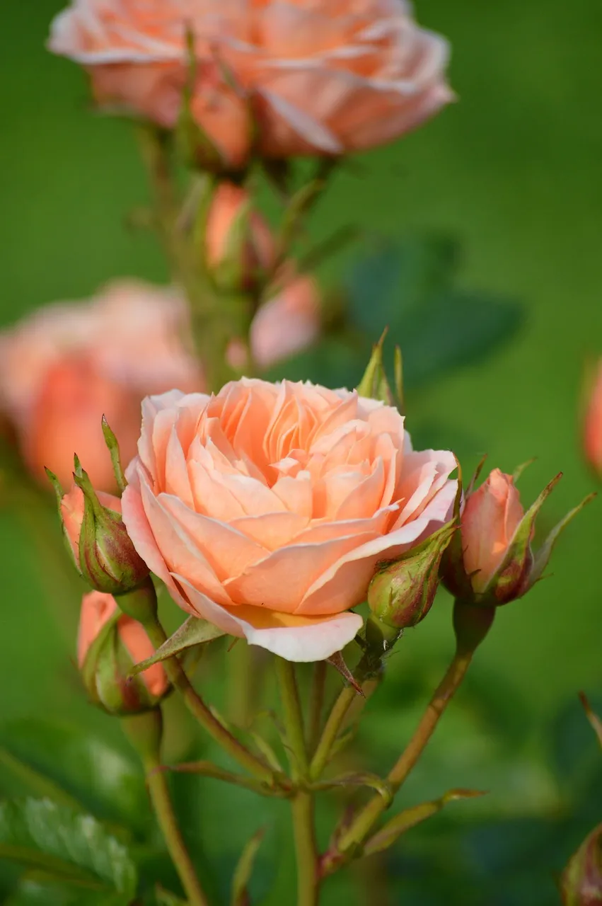 Stunning Peach Roses: Blooming Elegance in Nature's Garden