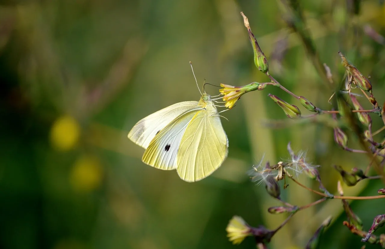 Delicate White Butterfly: Nectar Foraging in Nature