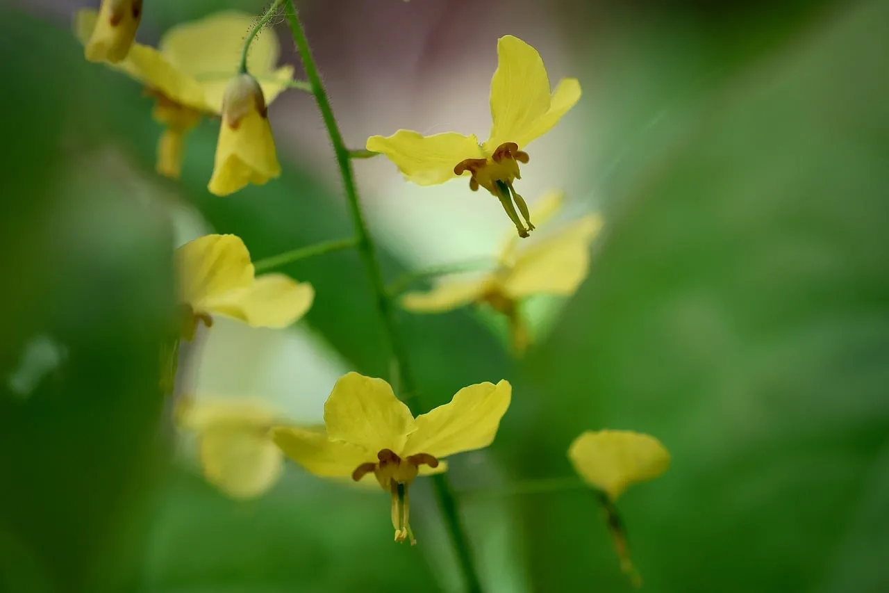 Vibrant Yellow Epimedium: Delicate Spring Blossom