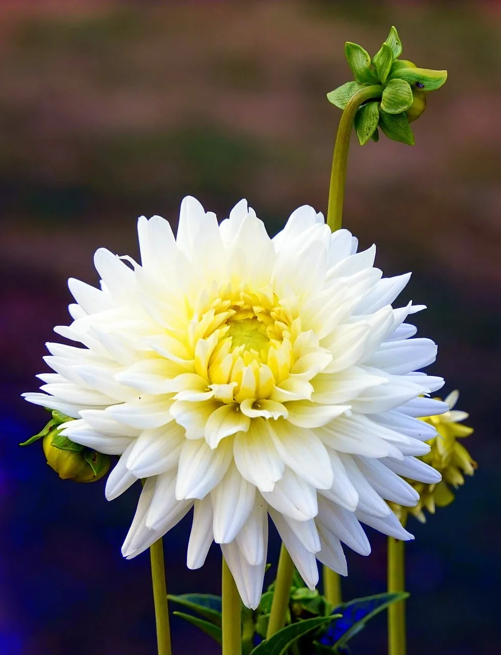 Stunning White Dahlia: A Macro Bloom in Full Splendor