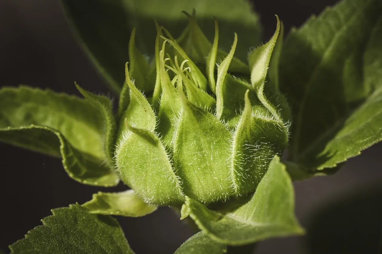 Vibrant Sunflower Bud: Nature's Hairy Green Growth Up Close