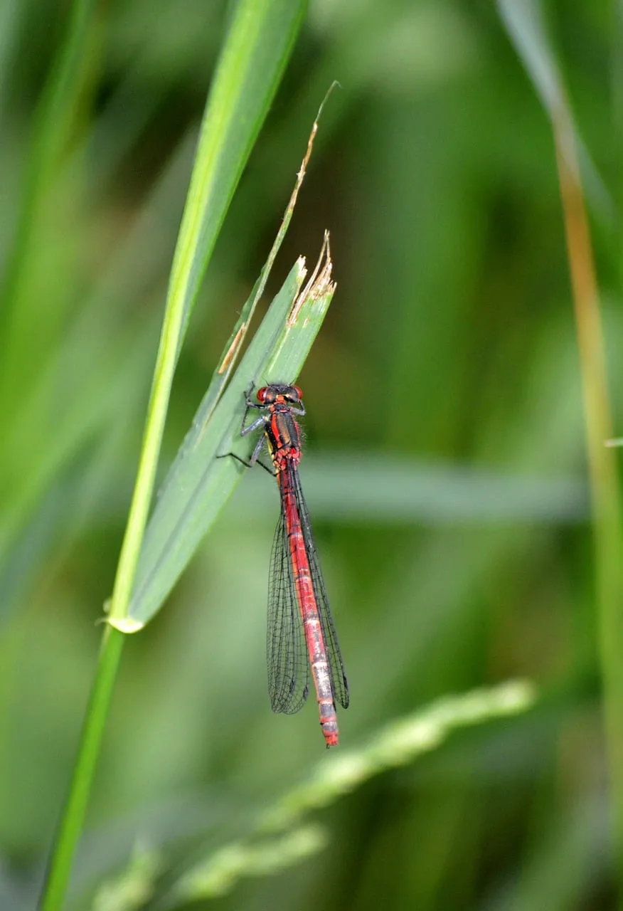 Vibrant Red Damselfly Clinging to a Blade of Grass