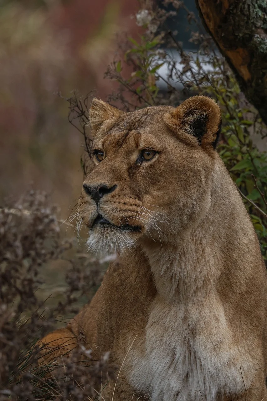 Majestic Lioness: Queen of the Wild Savanna