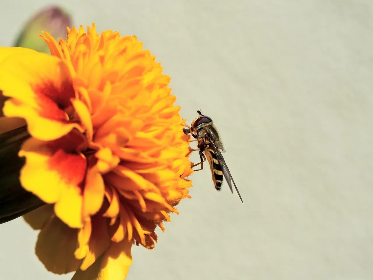 Vibrant Hoverfly Nectaring on Marigold Blossom
