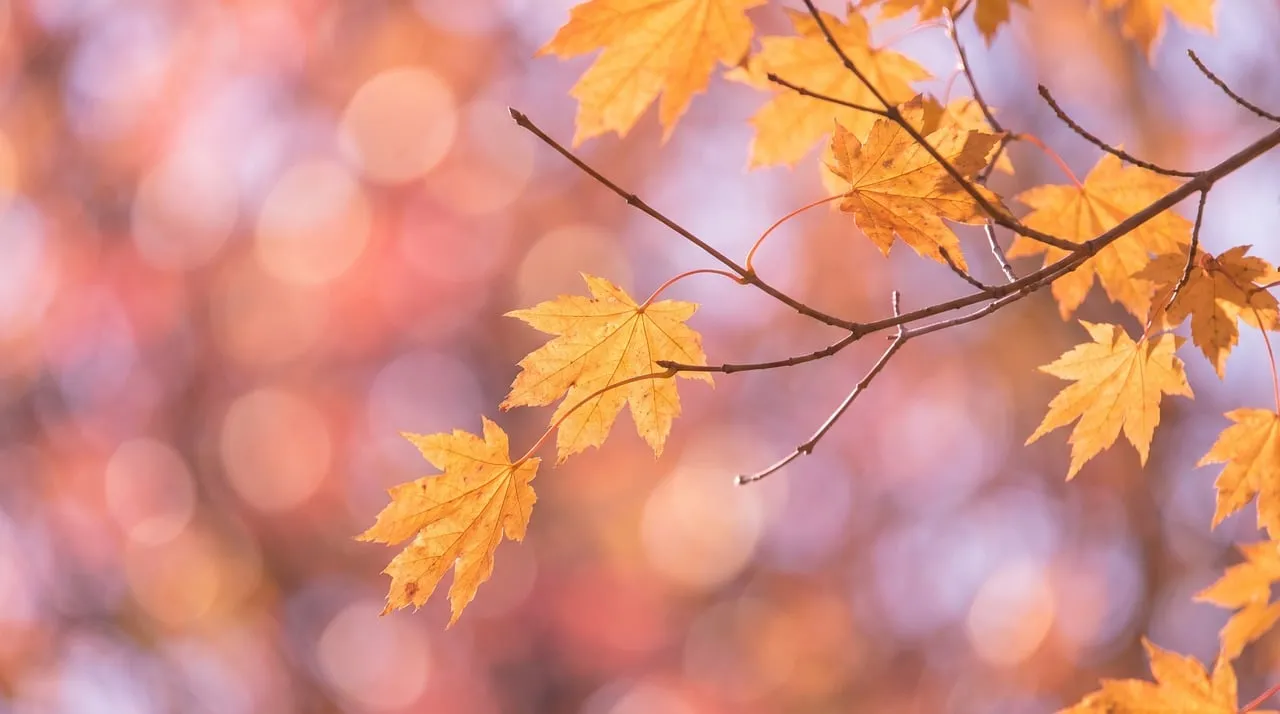 Vibrant Autumn Glory: Golden Maple Leaves Bokeh