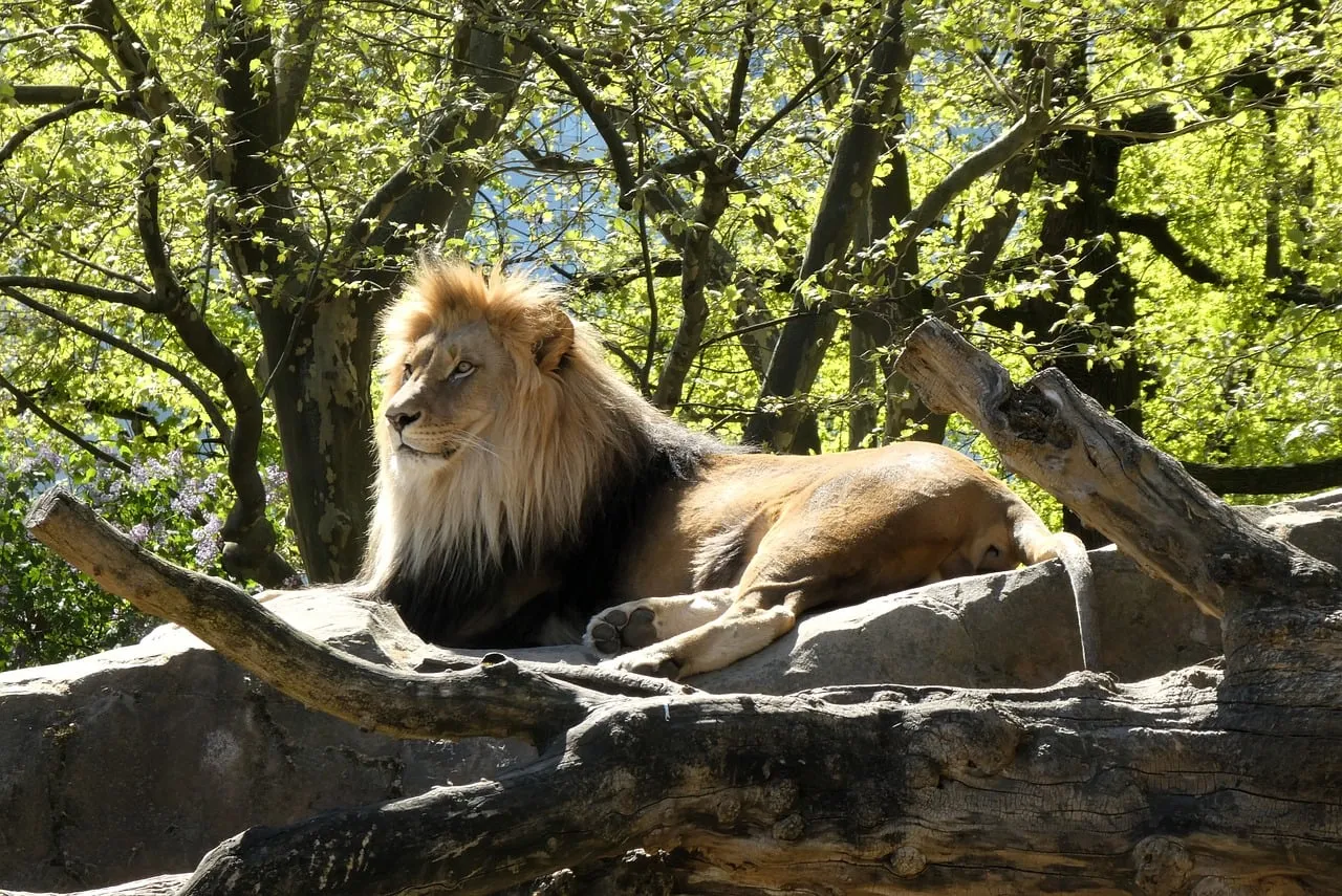Majestic African Lion Resting in Sun-Dappled Forest