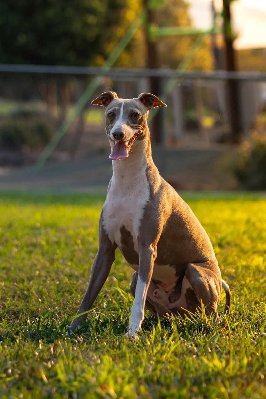 Golden Hour Greyhound: A Regal Sunset Portrait