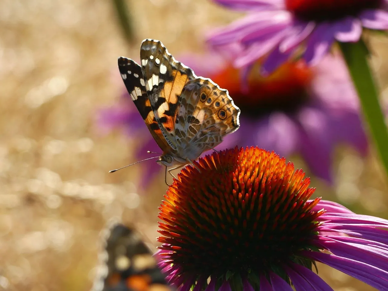 Vibrant Butterfly Alighting on a Radiant Echinacea Bloom