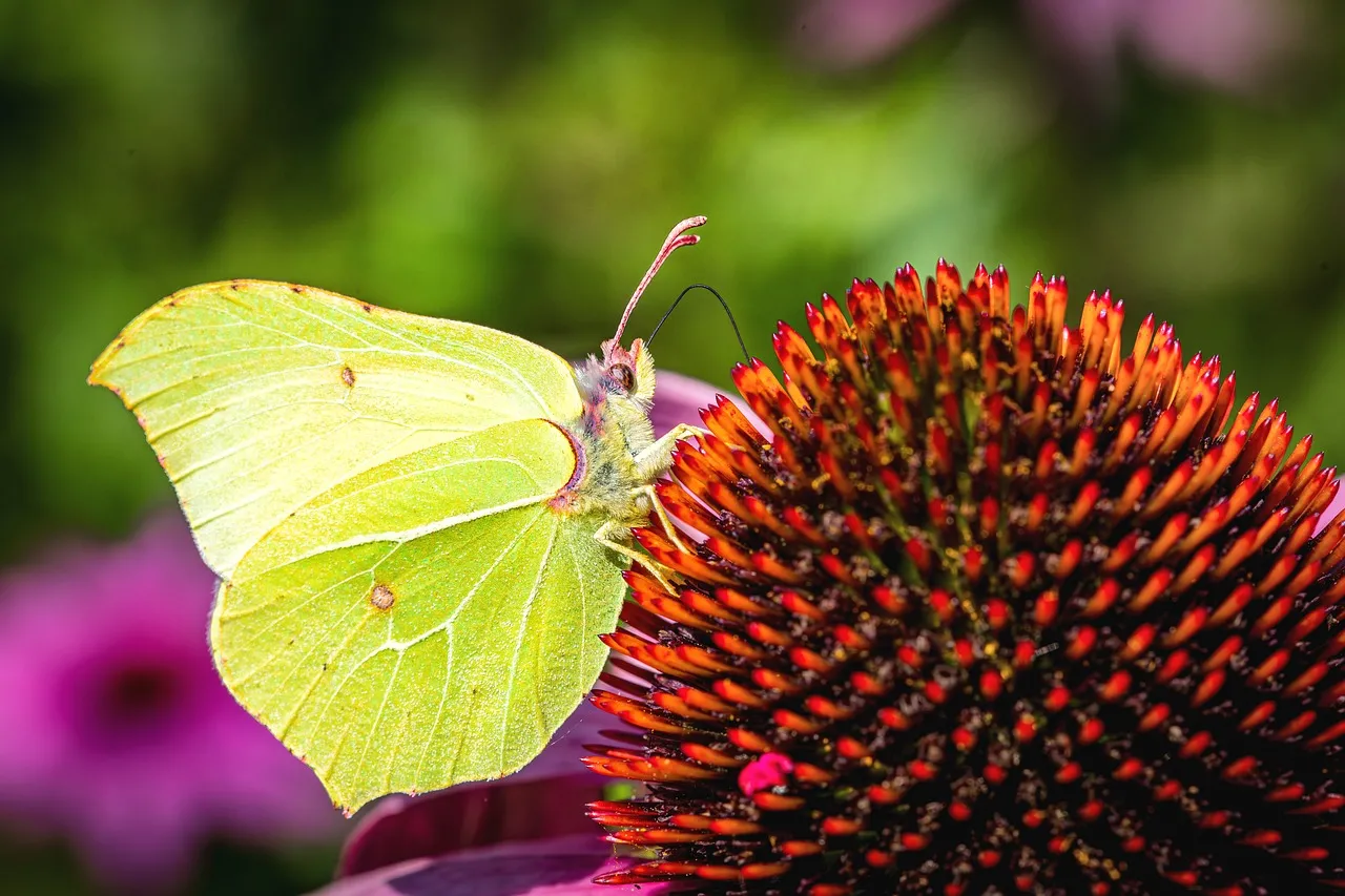 Vibrant Yellow Butterfly on Purple Coneflower
