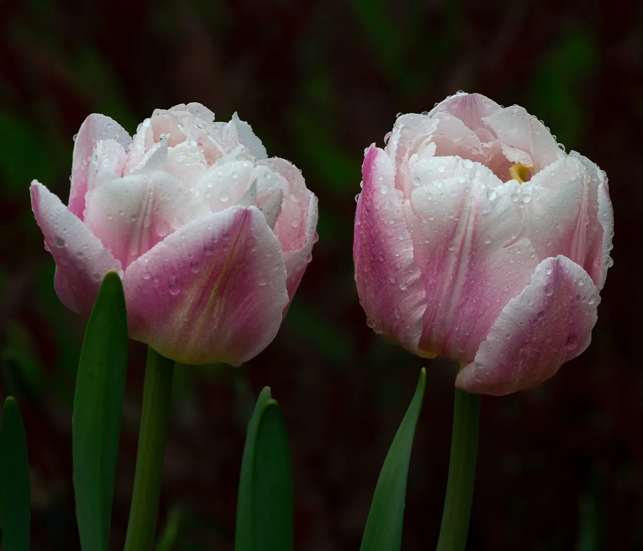 Enchanting Pink Tulips with Sparkling Morning Dew