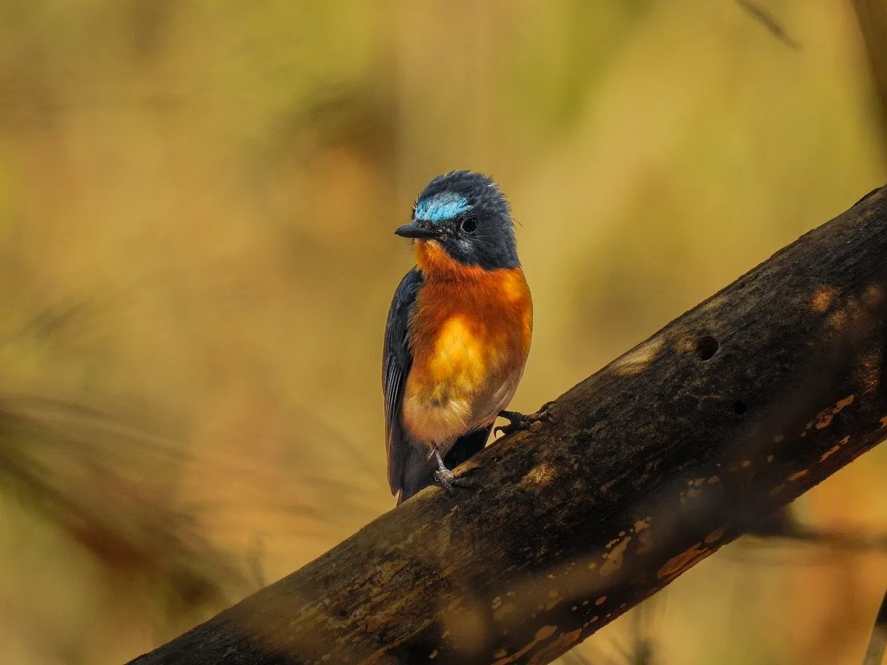 Vibrant Wild Bird Perched in Autumnal Jungle