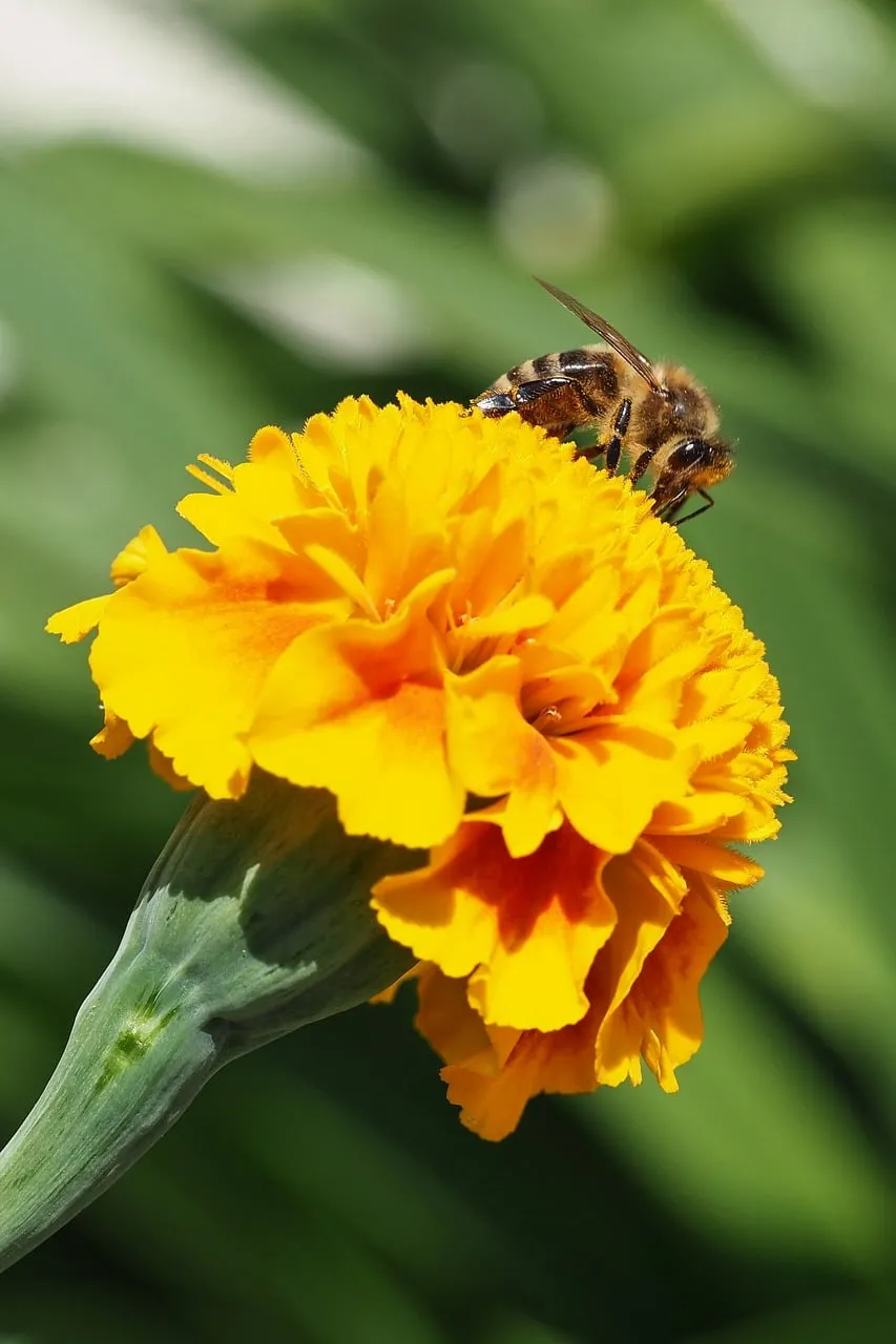 Vibrant Macro: Busy Bee on Golden Marigold Bloom
