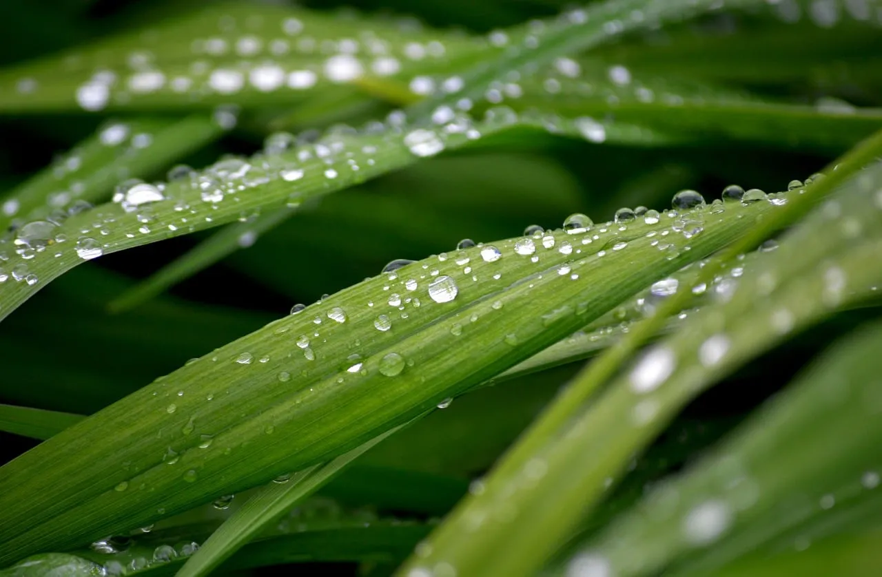 Vibrant Green Leaves Adorned with Sparkling Raindrops