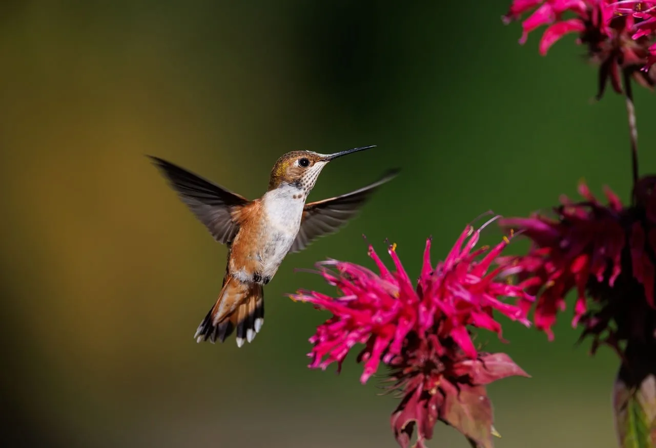 Vibrant Hover: Hummingbird Sips Nectar from a Pink Flower