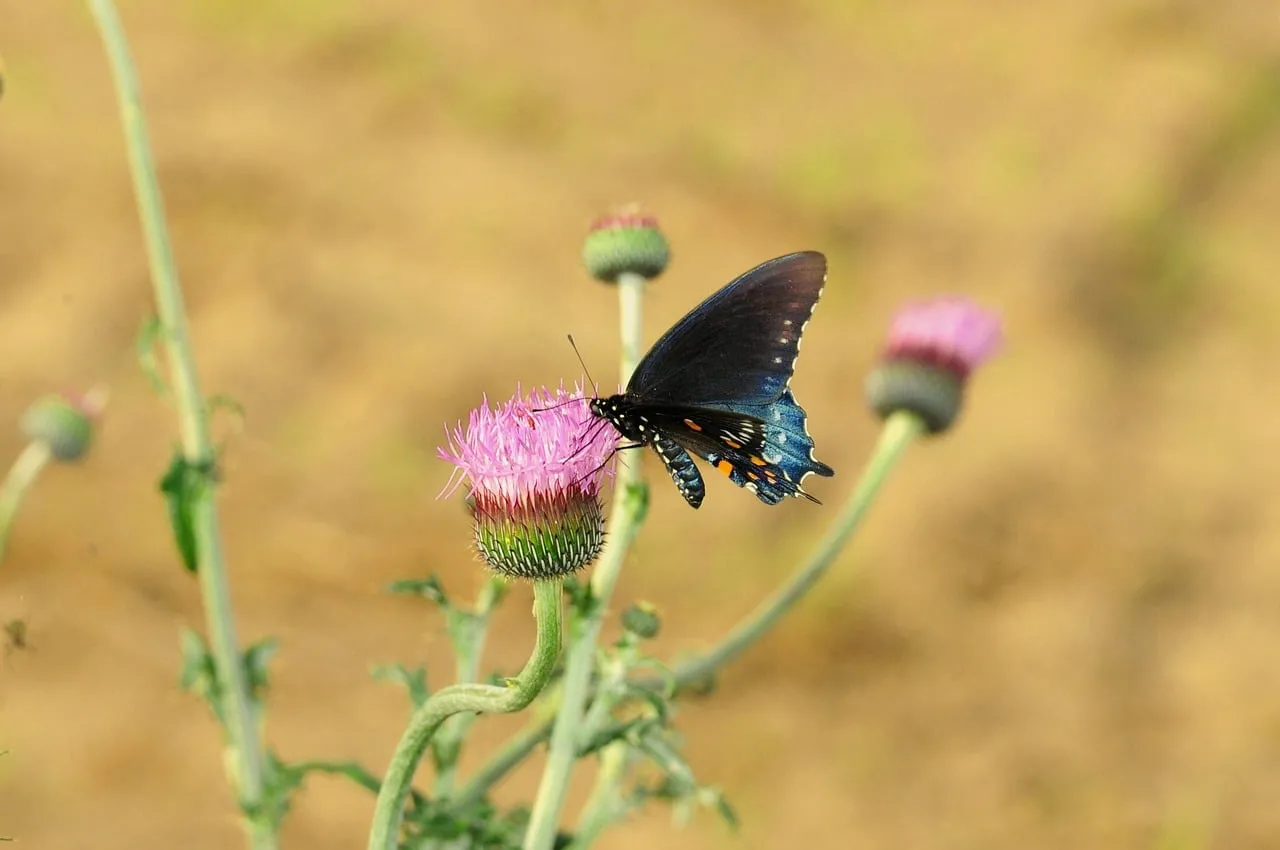 Vibrant Spring Macro: Butterfly on Thistle Bloom