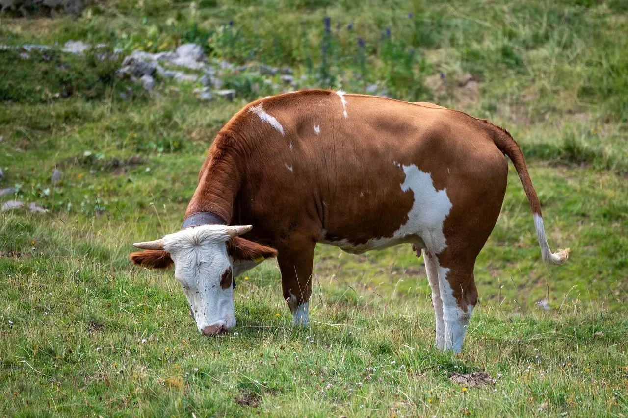 Serene Alpine Grazing: Brown and White Cow in Mountain Meadow