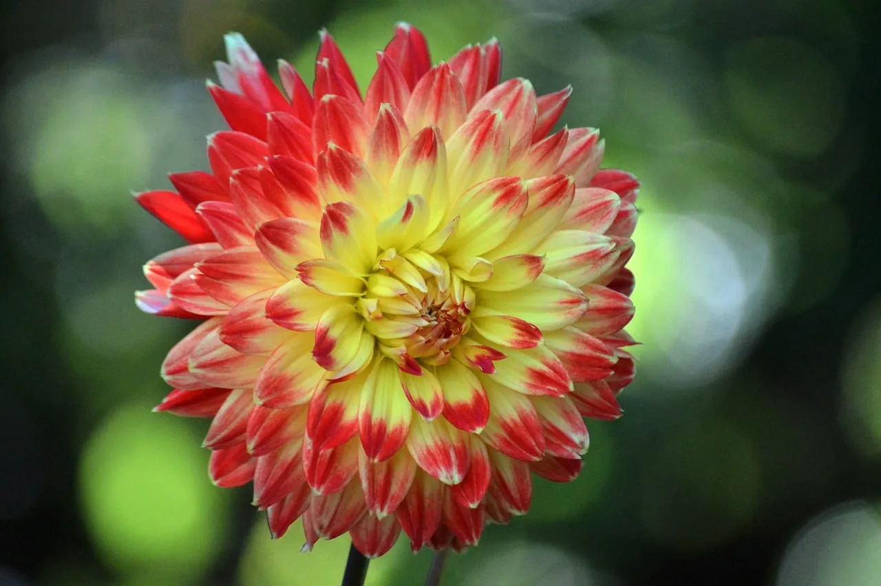 Vibrant Dahlia Bloom: A Summer Garden Masterpiece