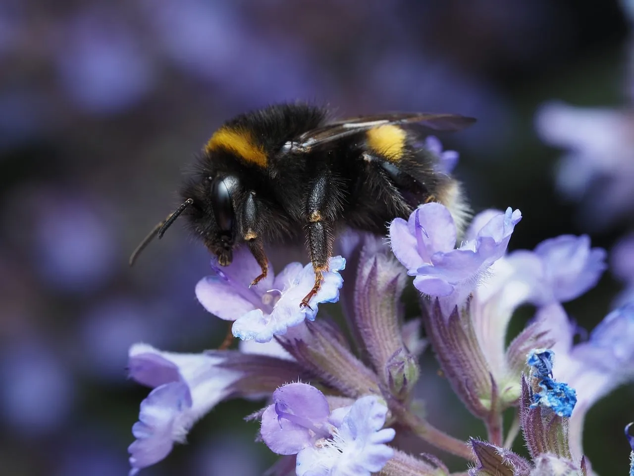 Vibrant Bumblebee Pollinating Lavender Blooms in Spring