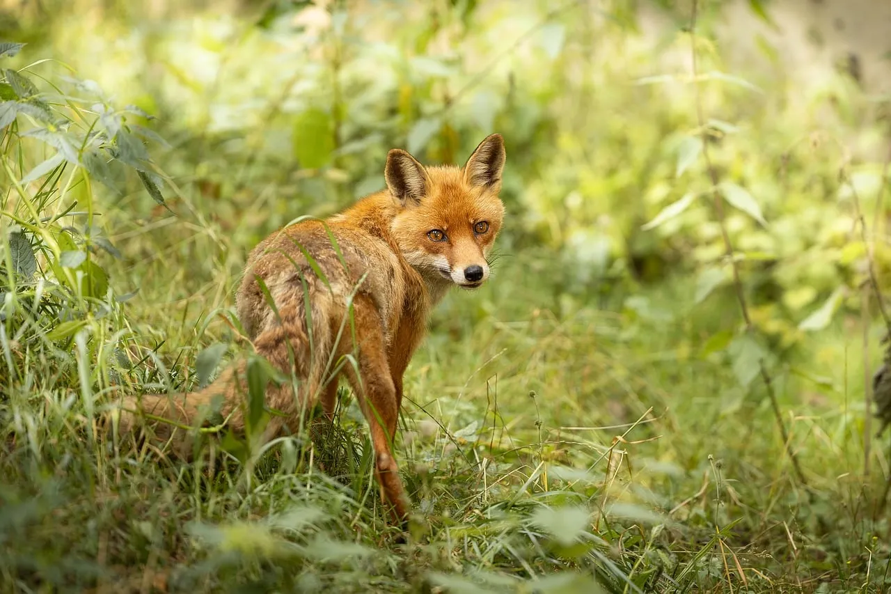 Alert Red Fox Gaze in Enchanting Forest Light