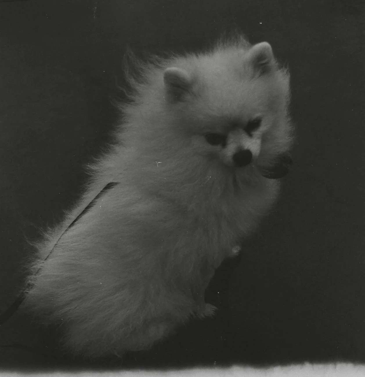 Charming Fluffy Pomeranian: A Timeless Black and White Portrait
