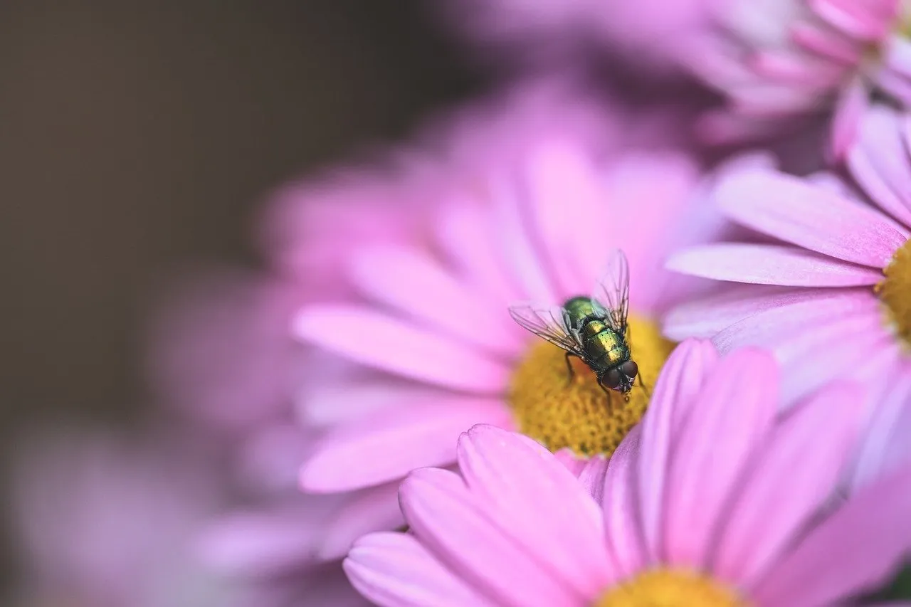 Stunning Macro: Iridescent Fly on Vibrant Pink Daisy