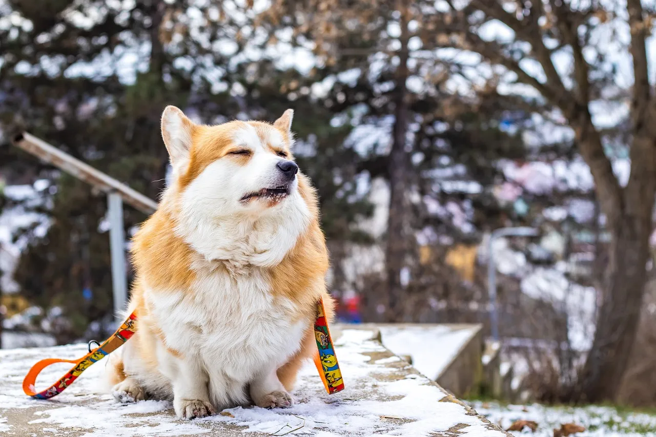 Charming Corgi's Winter Nap: A Snowy Outdoor Portrait