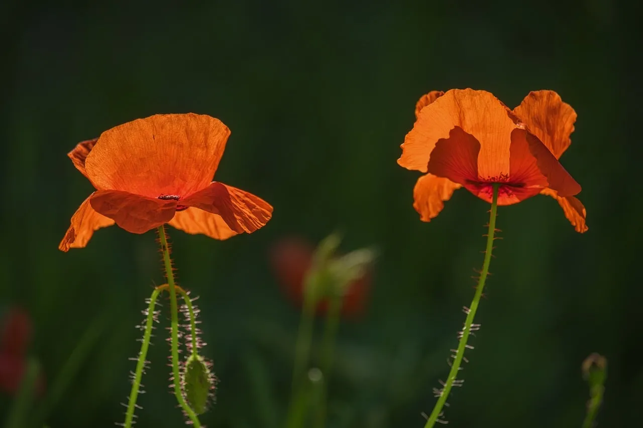 Vibrant Red Poppies Bathed in Golden Sunlight