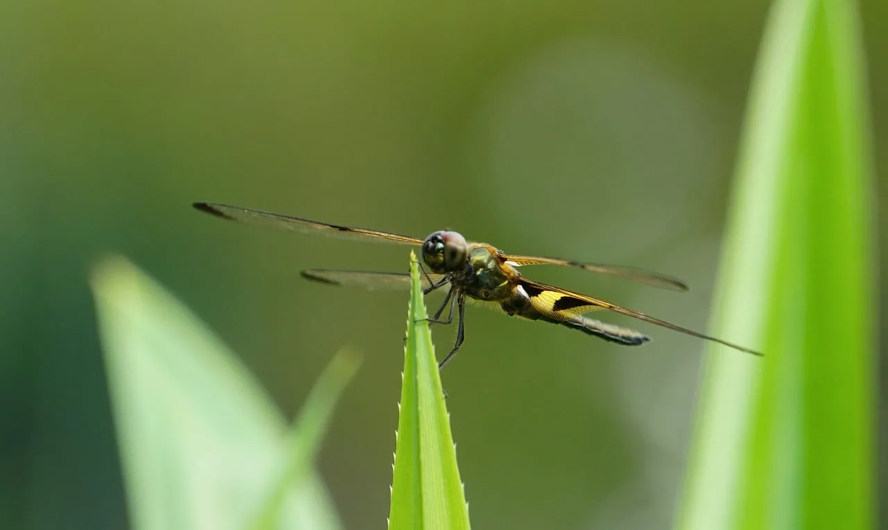 Vibrant Spring Macro: Dragonfly Perched on Green Leaf