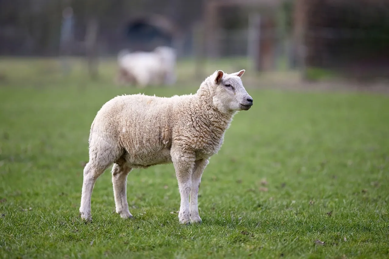 Charming Lamb Standing Gracefully in a Verdant Spring Meadow