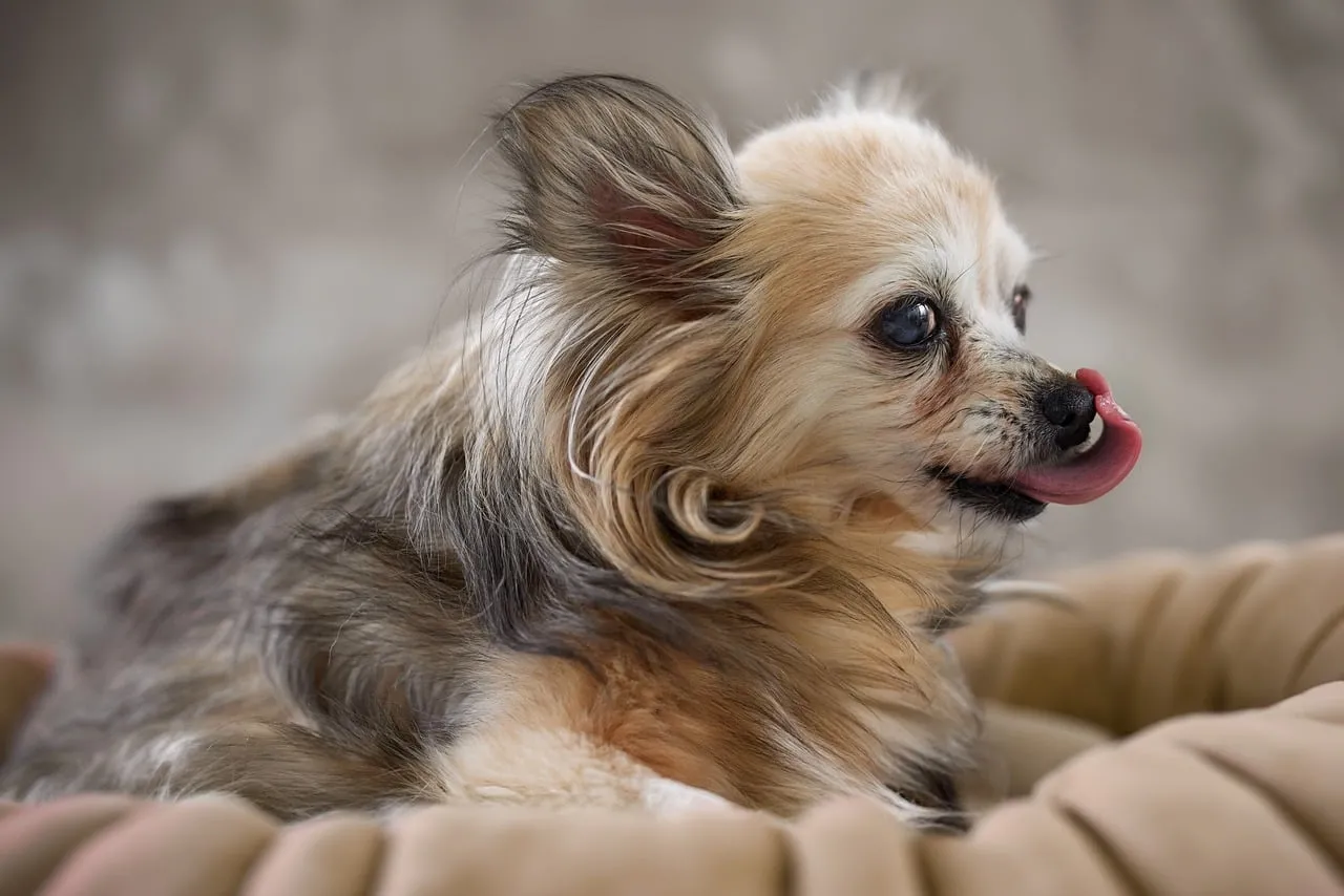 Adorable Long-haired Chihuahua: Sweet Lick Expression
