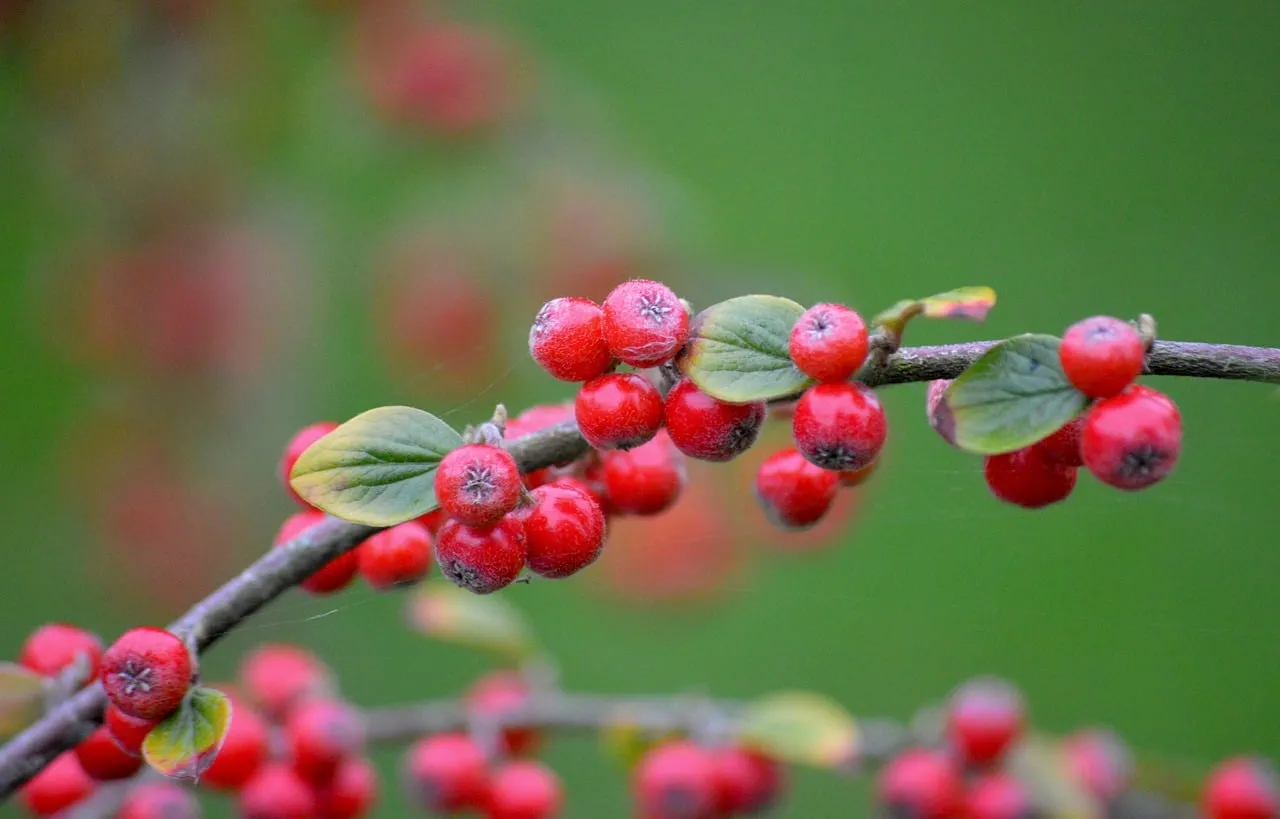 Vibrant Red Cotoneaster Berries on a Lush Green Blurry Background