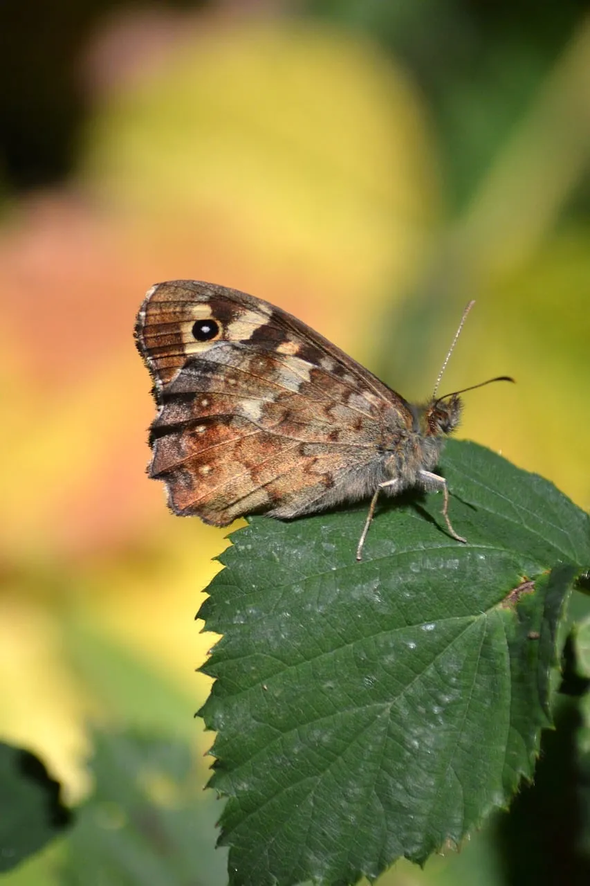 Enchanting Speckled Wood Butterfly: Autumn's Delicate Jewel