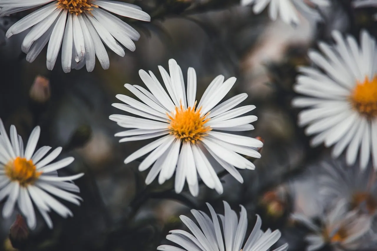 Stunning White Aster Close-Up: Autumn's Delicate Beauty