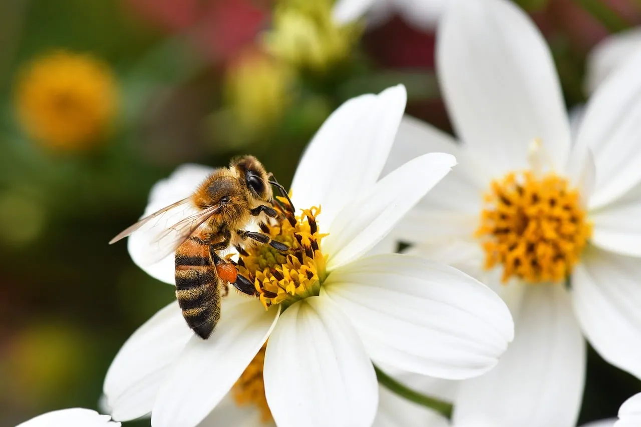 Vibrant Macro: Honey Bee Foraging on Delicate White Flower
