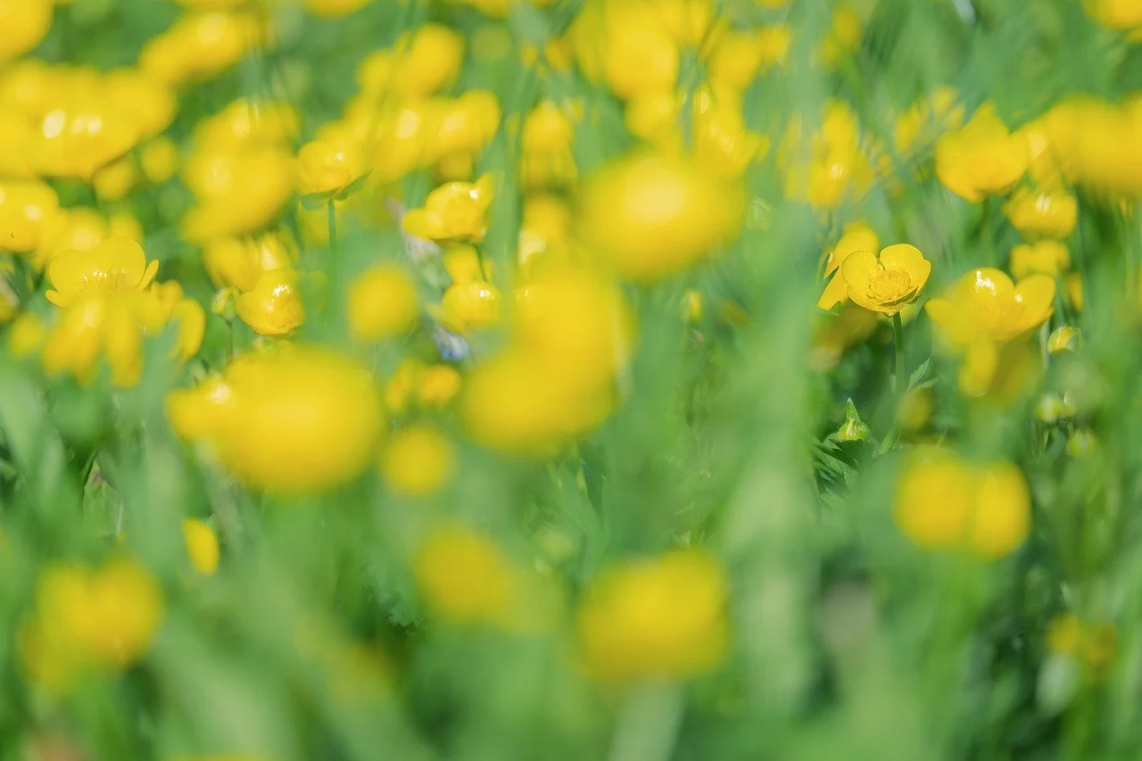 Vibrant Yellow Ranunculus: A Macro Spring Meadow