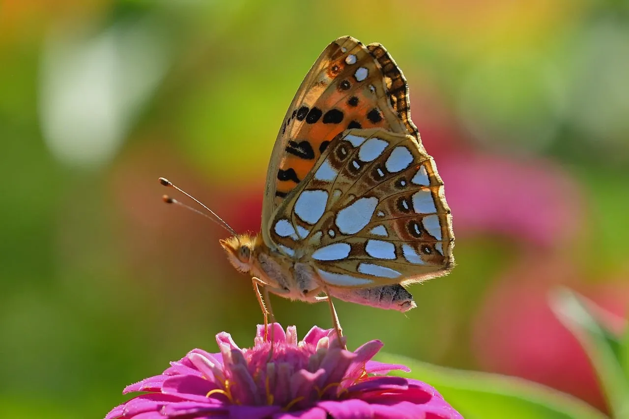 Vibrant Fritillary Butterfly Resting on a Pink Zinnia