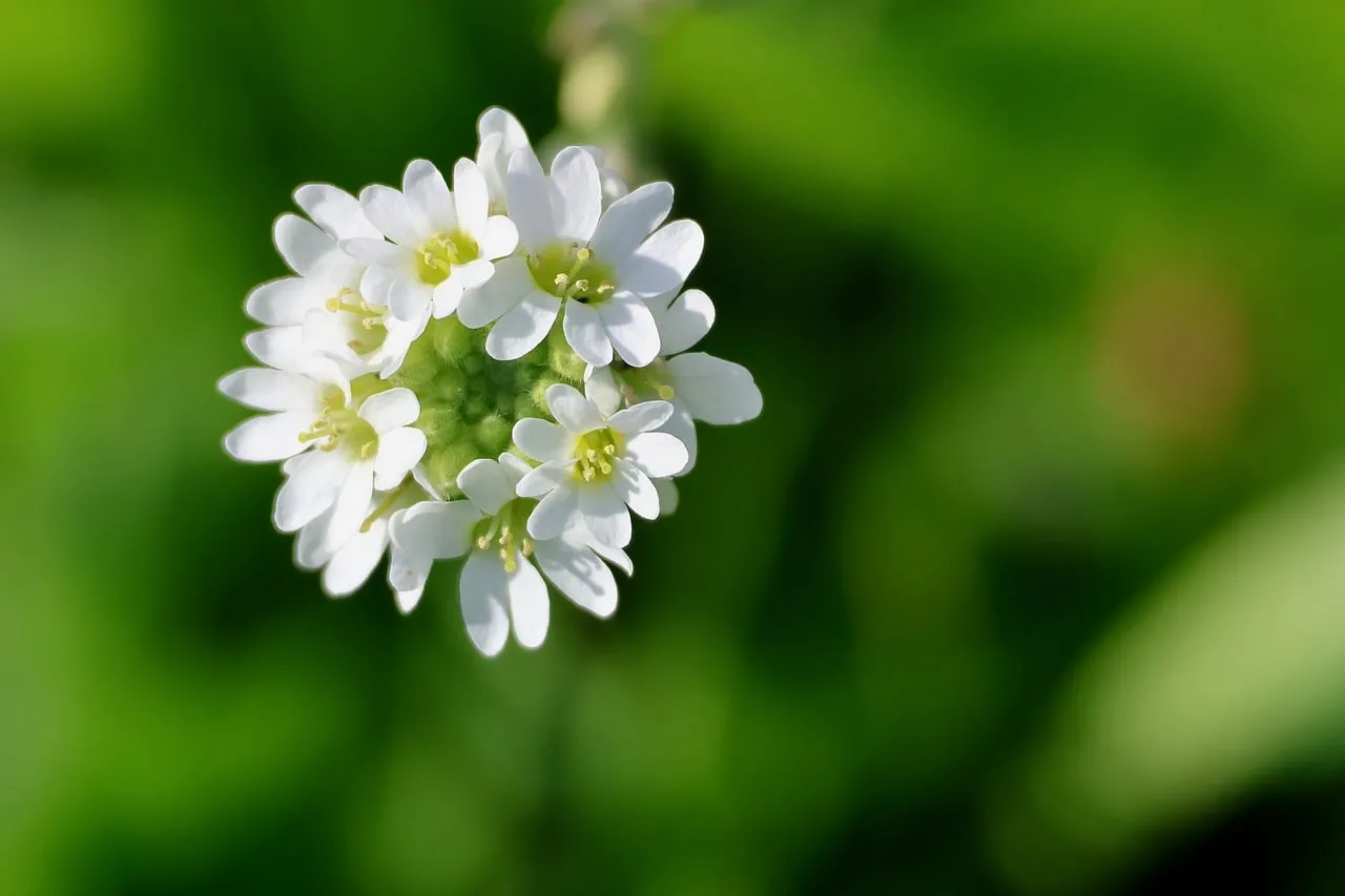 Stunning White Berteroa Bloom: Macro Nature's Delicate Beauty