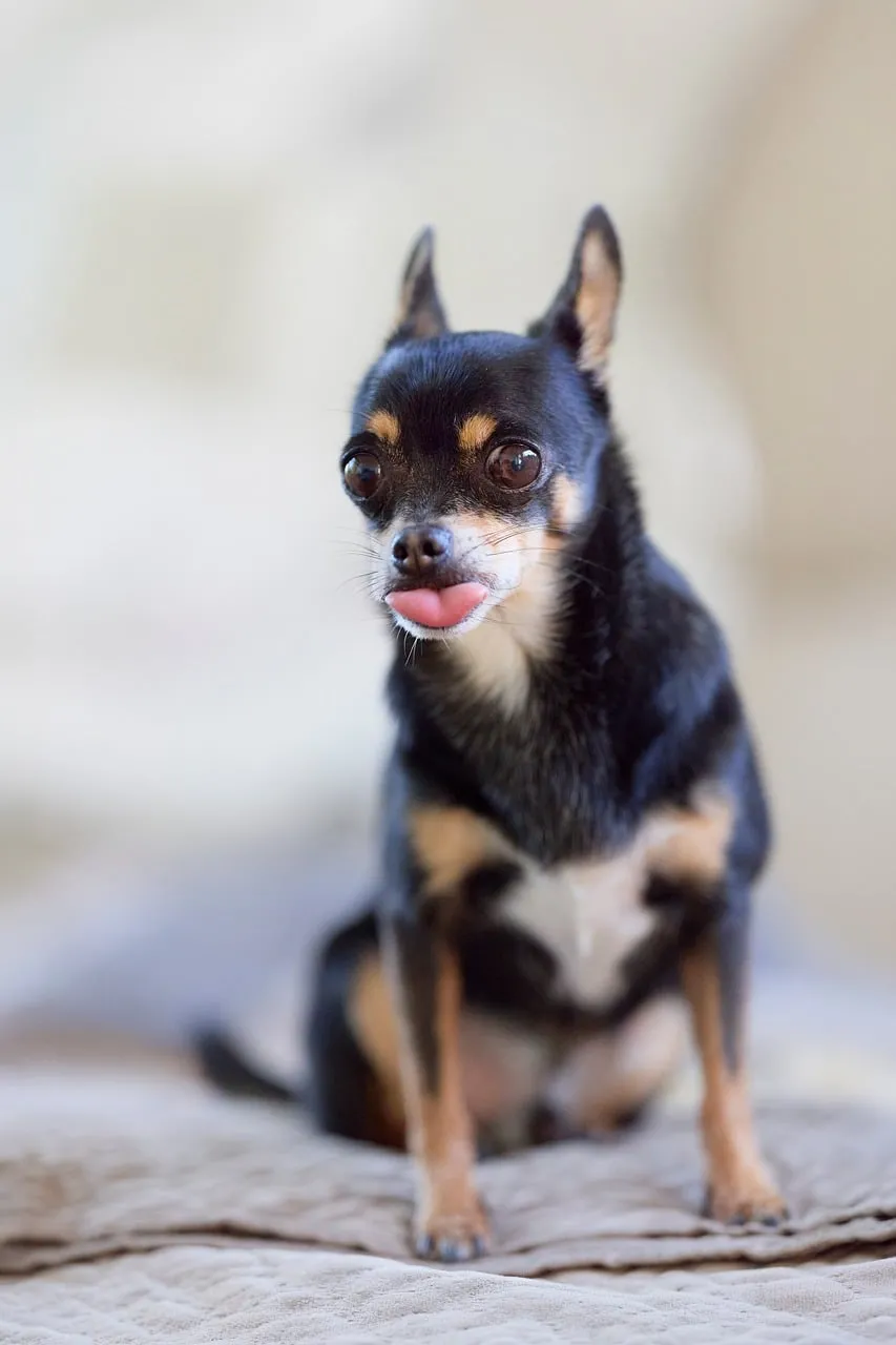 Adorable Chihuahua with Tongue Out: Purebred Playfulness